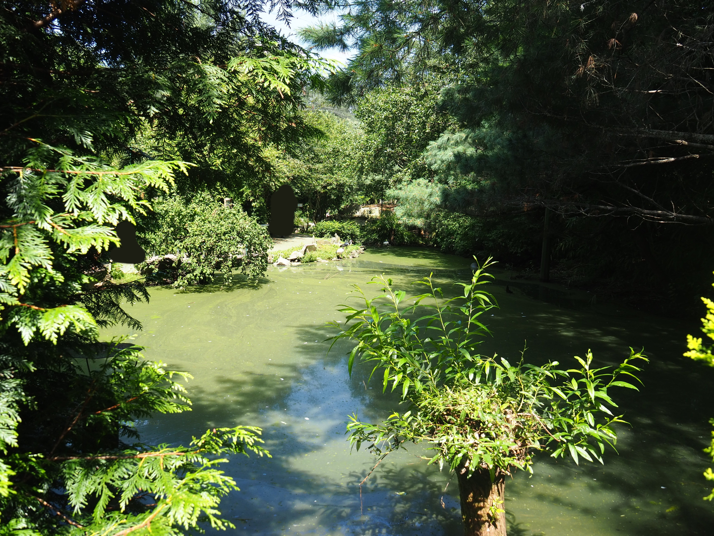 View in large walk-through aviary, 2019-08-04