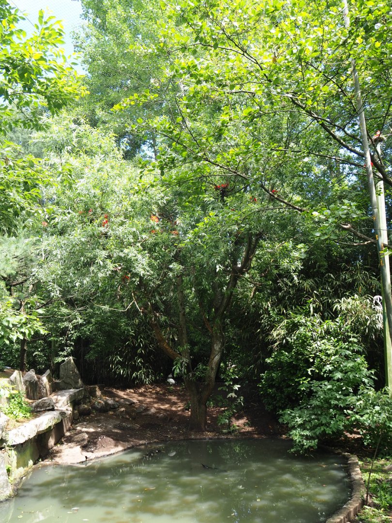 View in large walk-through aviary, 2020-06-20