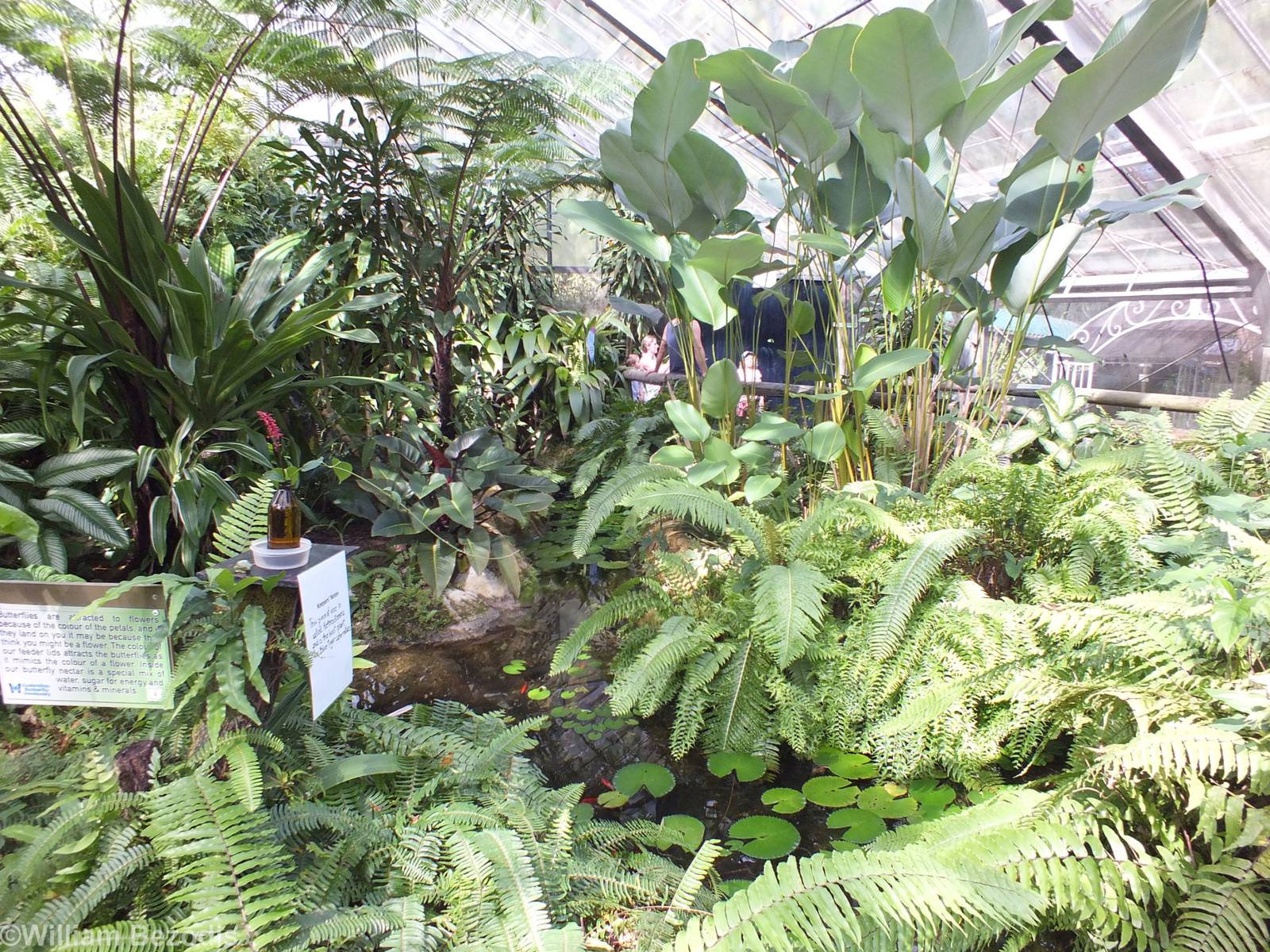 View in Main Greenhouse