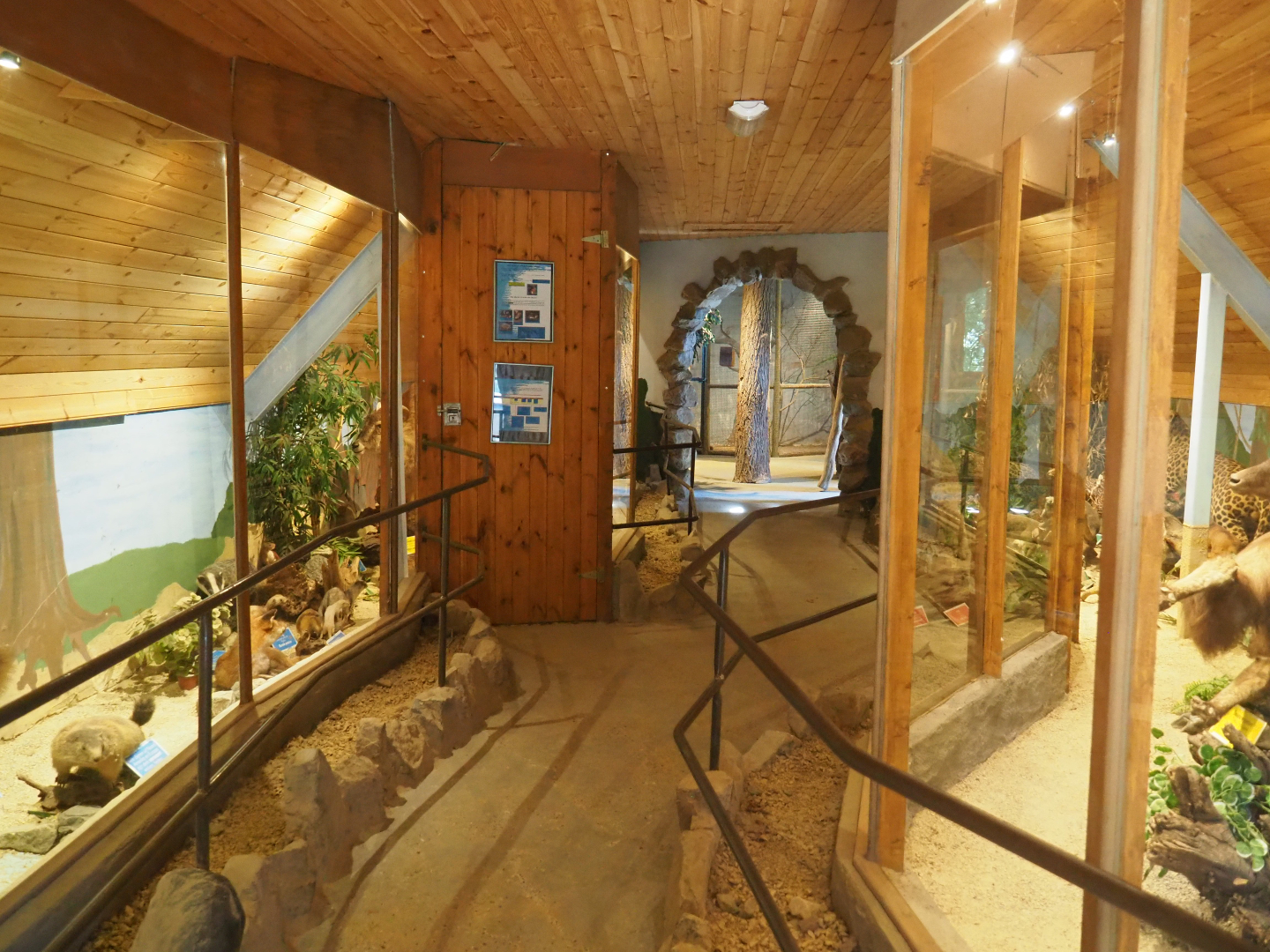 View in mammal museum, 2019-08-04