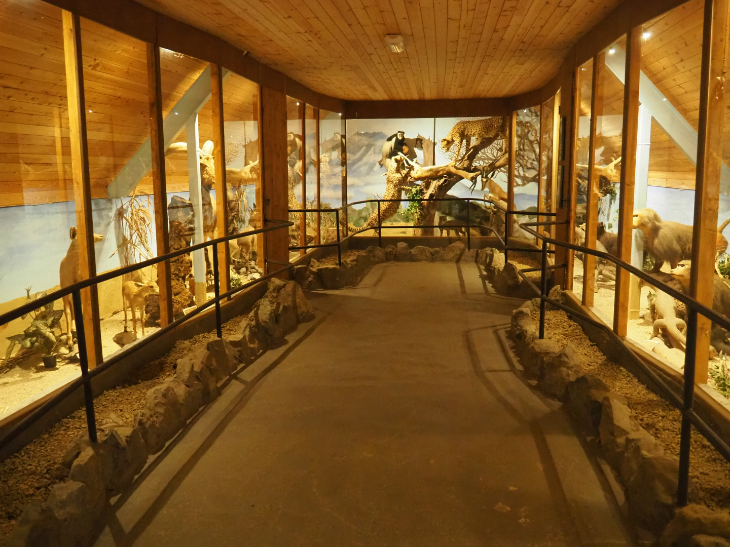 View in mammal museum, 2019-08-04
