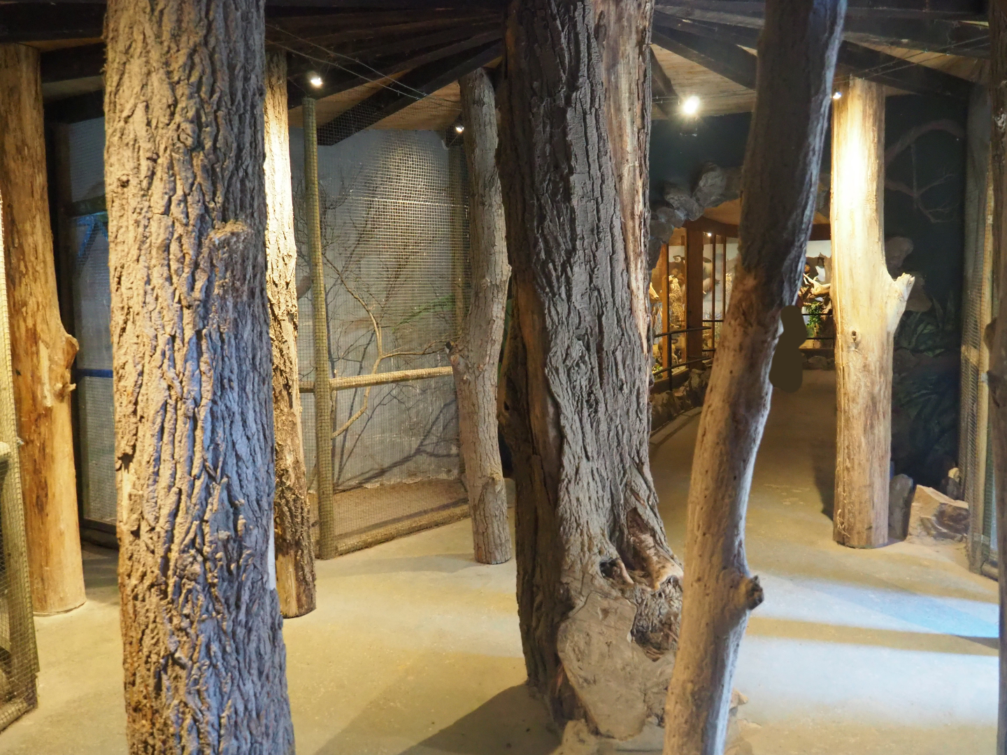 View in mammal museum - Area with former small owl cages, 2019-08-04