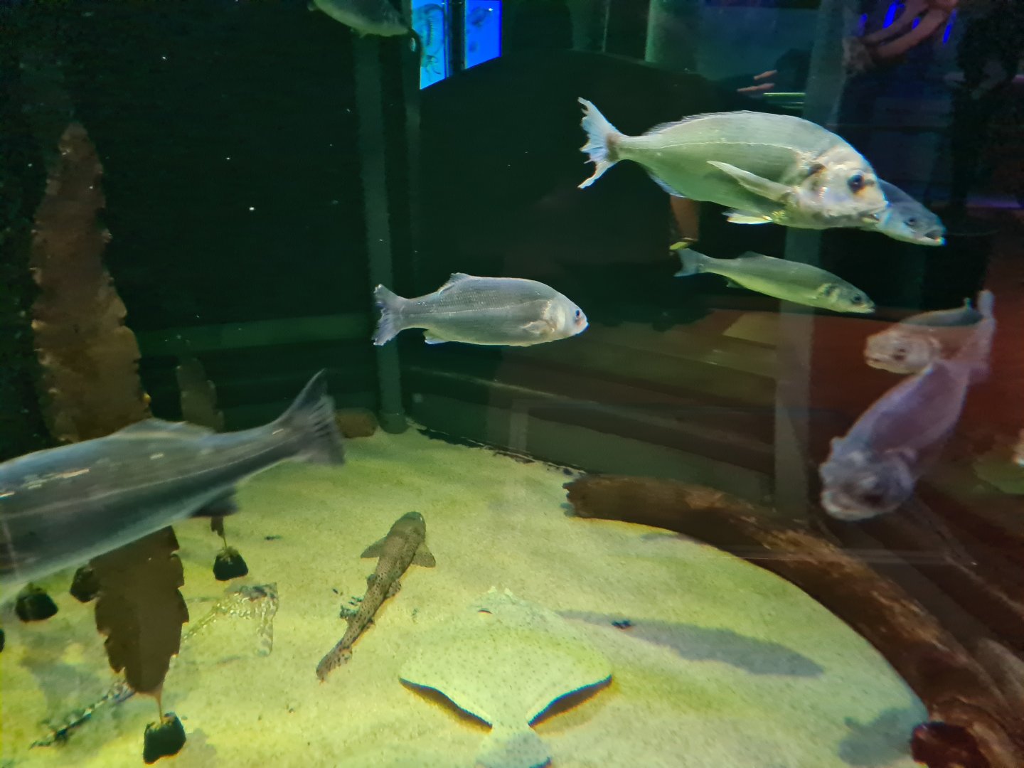 View in North Sea tank