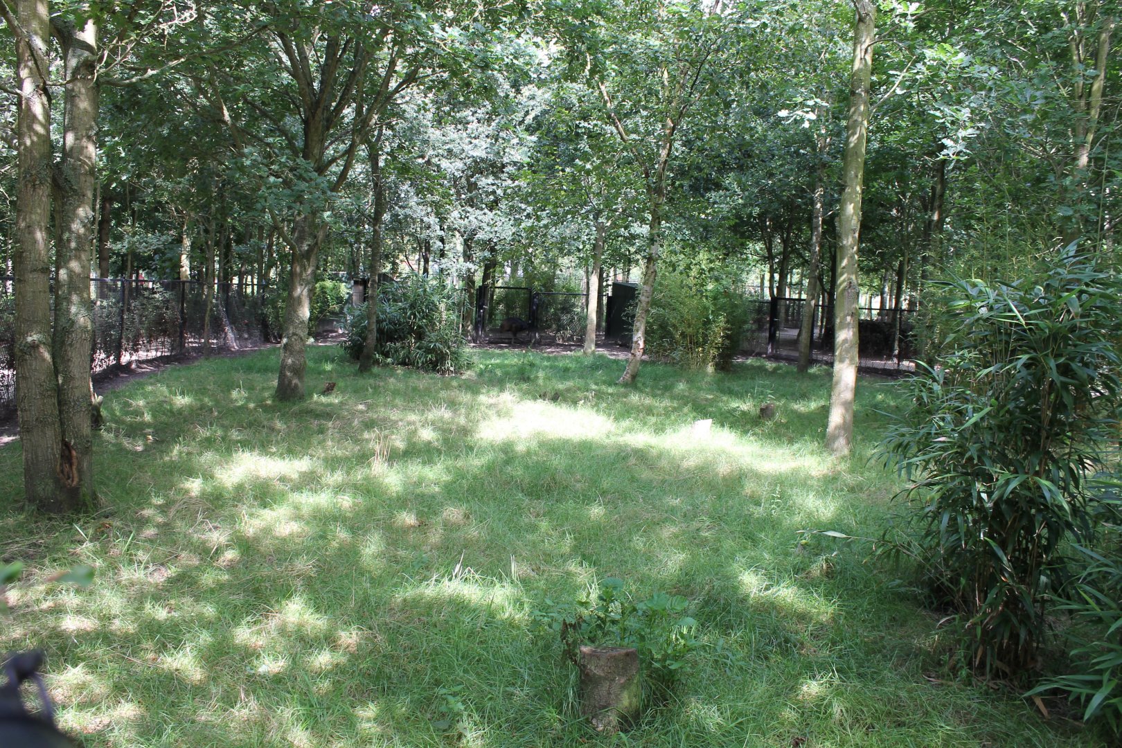 View in one of the Golden-necked Cassoway-enclosures