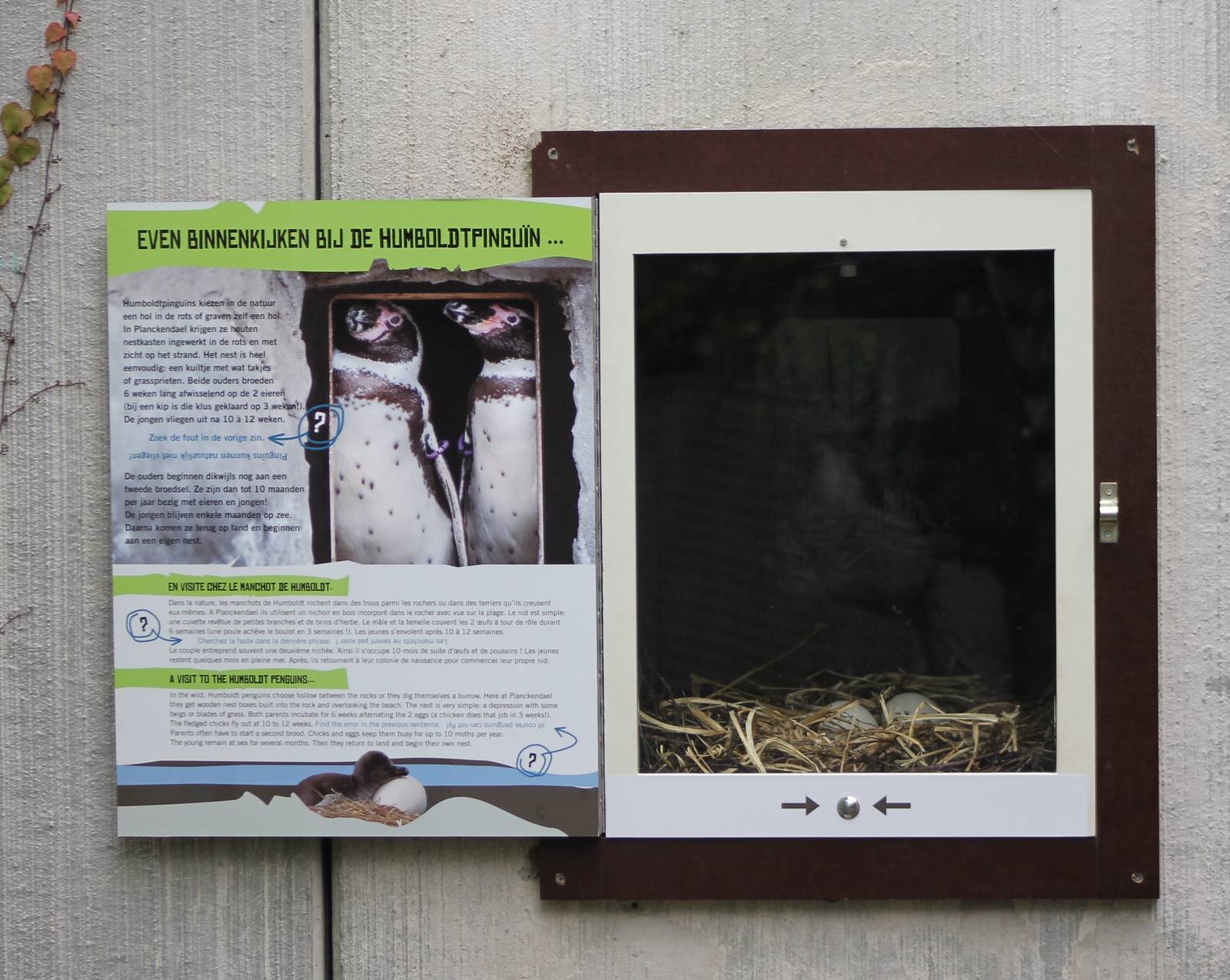 View in Penguin-nest