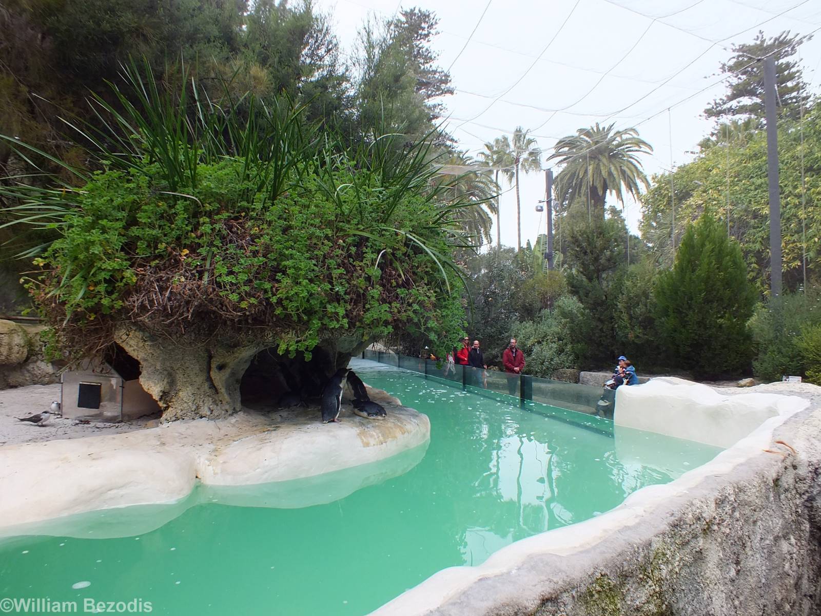 View in Penguin Plunge Aviary