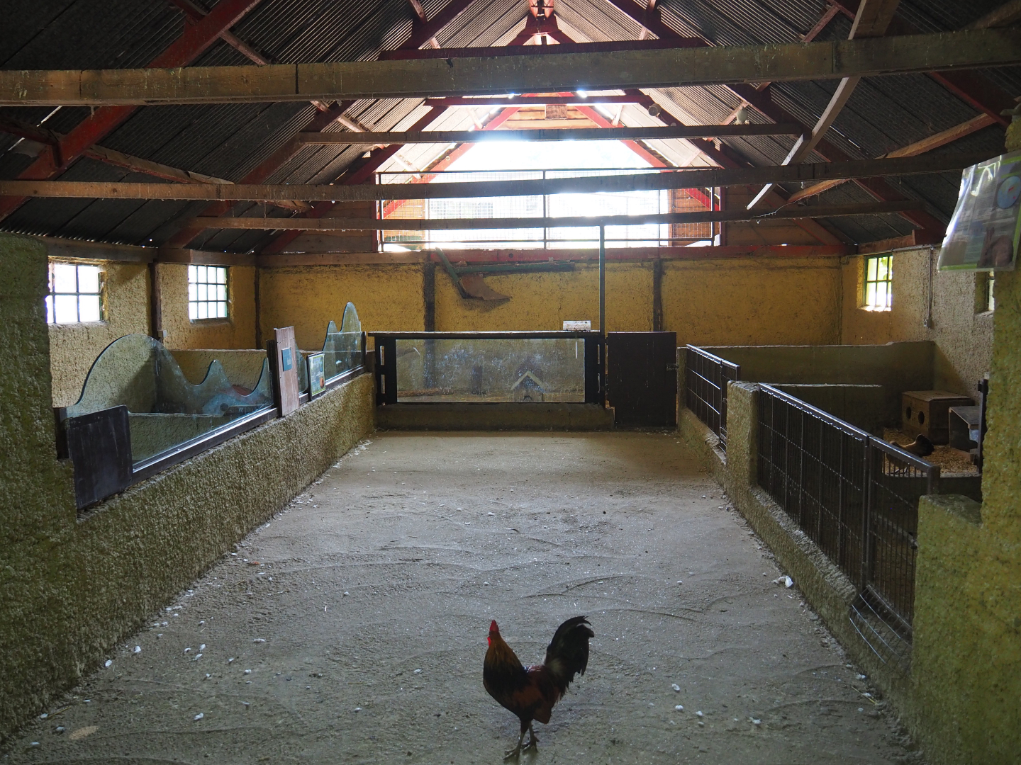 View in petting zoo barn, 2019-08-11