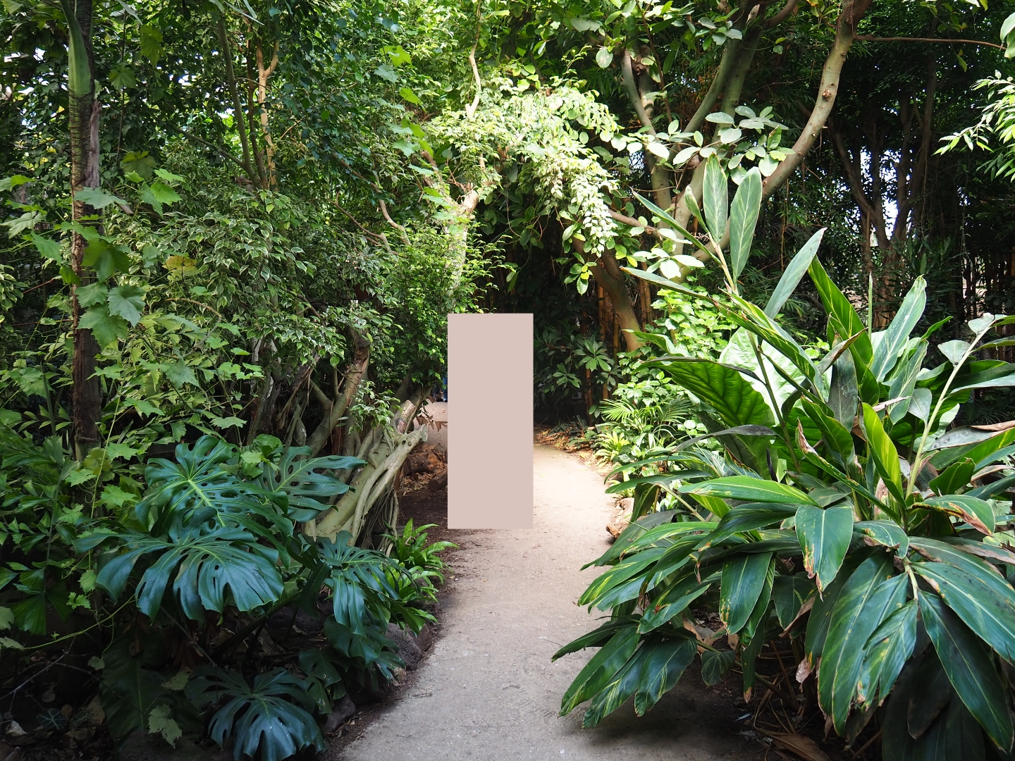 View in Philippines section of tropical hall (Sep 2nd, 2018)