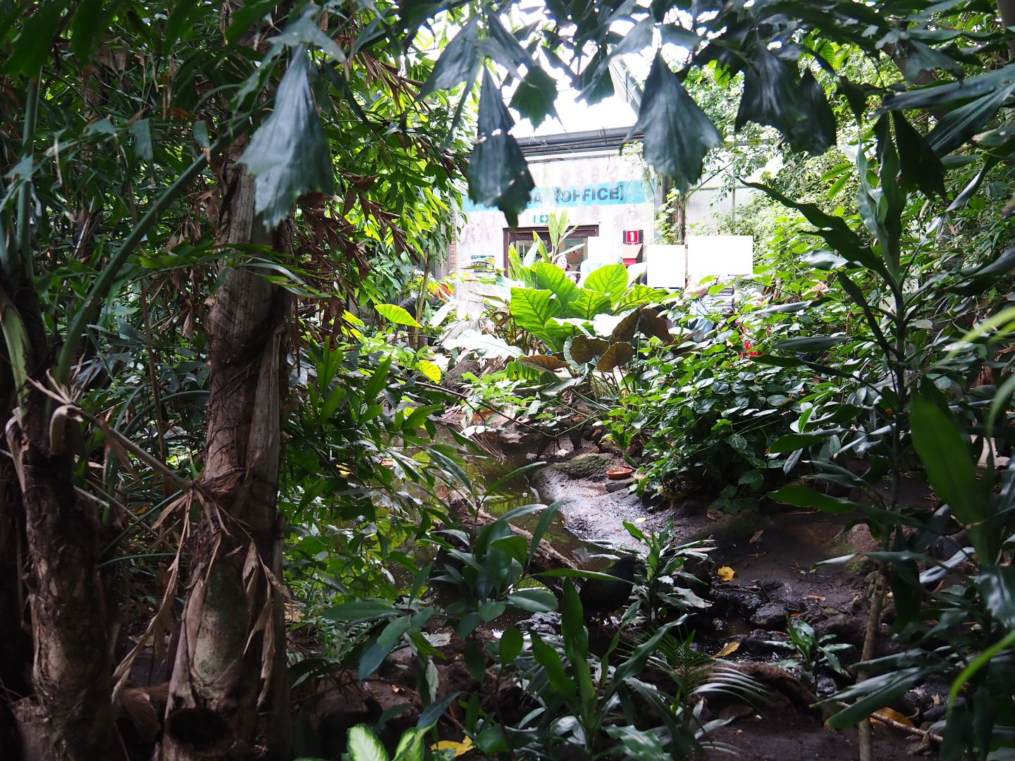 View in Philippines section of tropical hall (Sep 2nd, 2018)