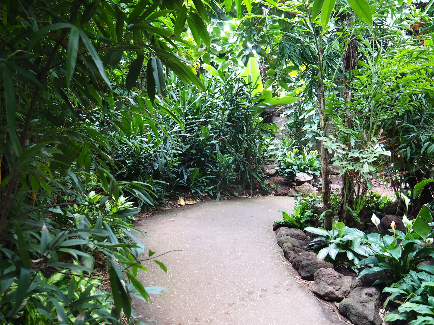 View in Philippines section of tropical hall (Sep 2nd, 2018)