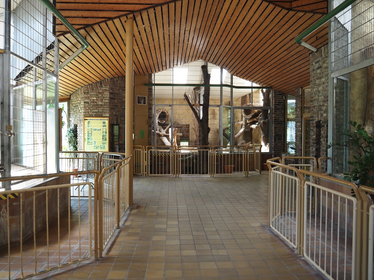 View in predator house - Lion exhibit on the left, Fossa exhibit on the right, Fishing cat exhibit in the back, 2024-06-08