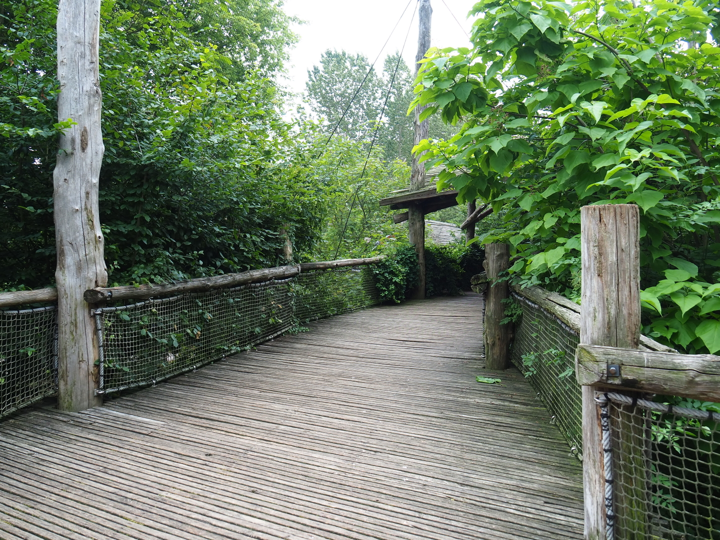 View in Puna aviary, 2019-07-21