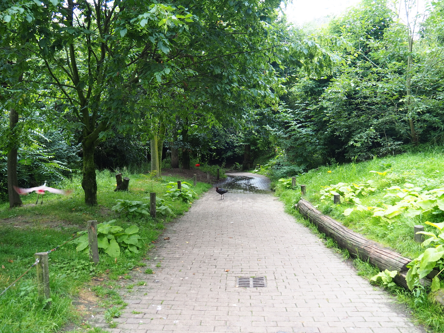 View in Puna aviary, 2019-07-21