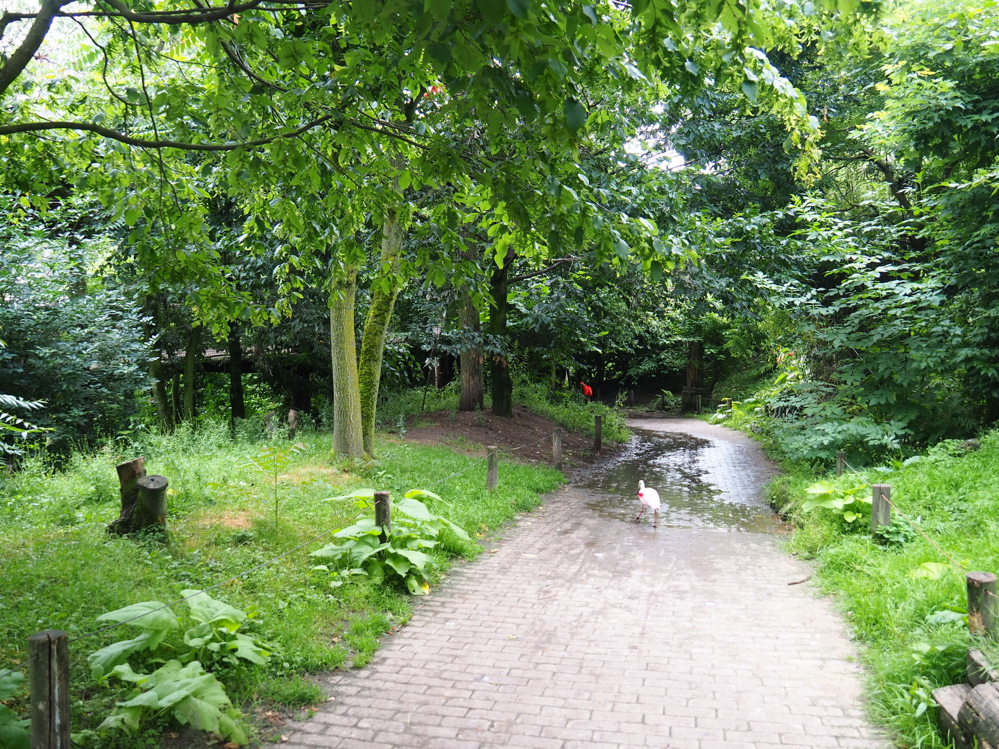 View in Puna aviary, 2019-07-21
