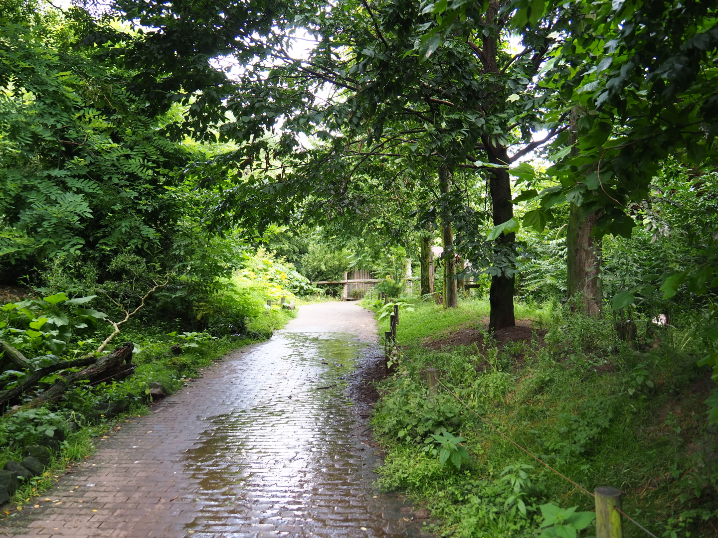 View in Puna aviary, 2019-07-21