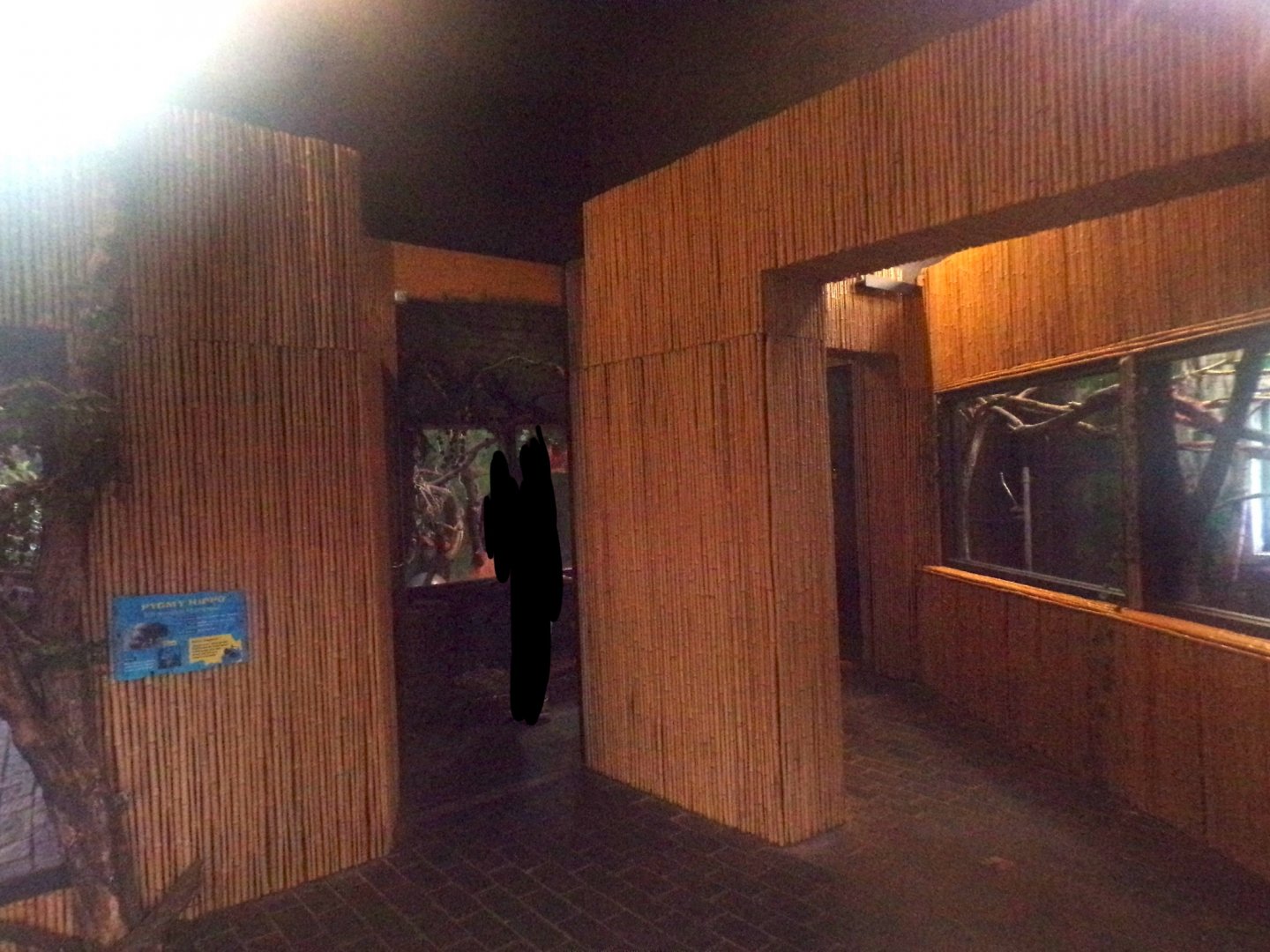 View in pygmy hippo house Giraffe, Ostrich and zebra enclosure 11.2.25