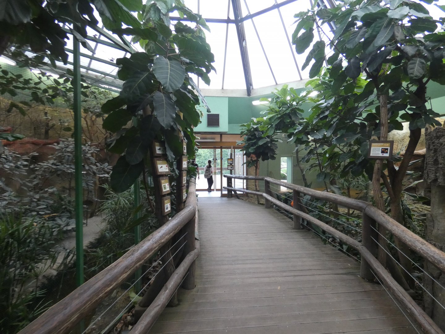 View in pygmy hippo house