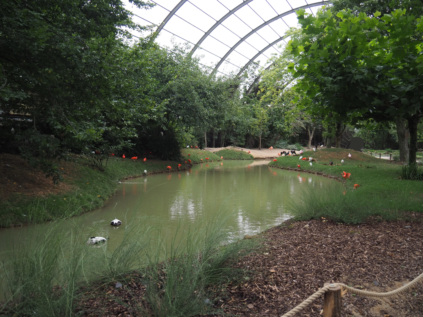 View in renovated giant walk-through aviary, 2020-09-03