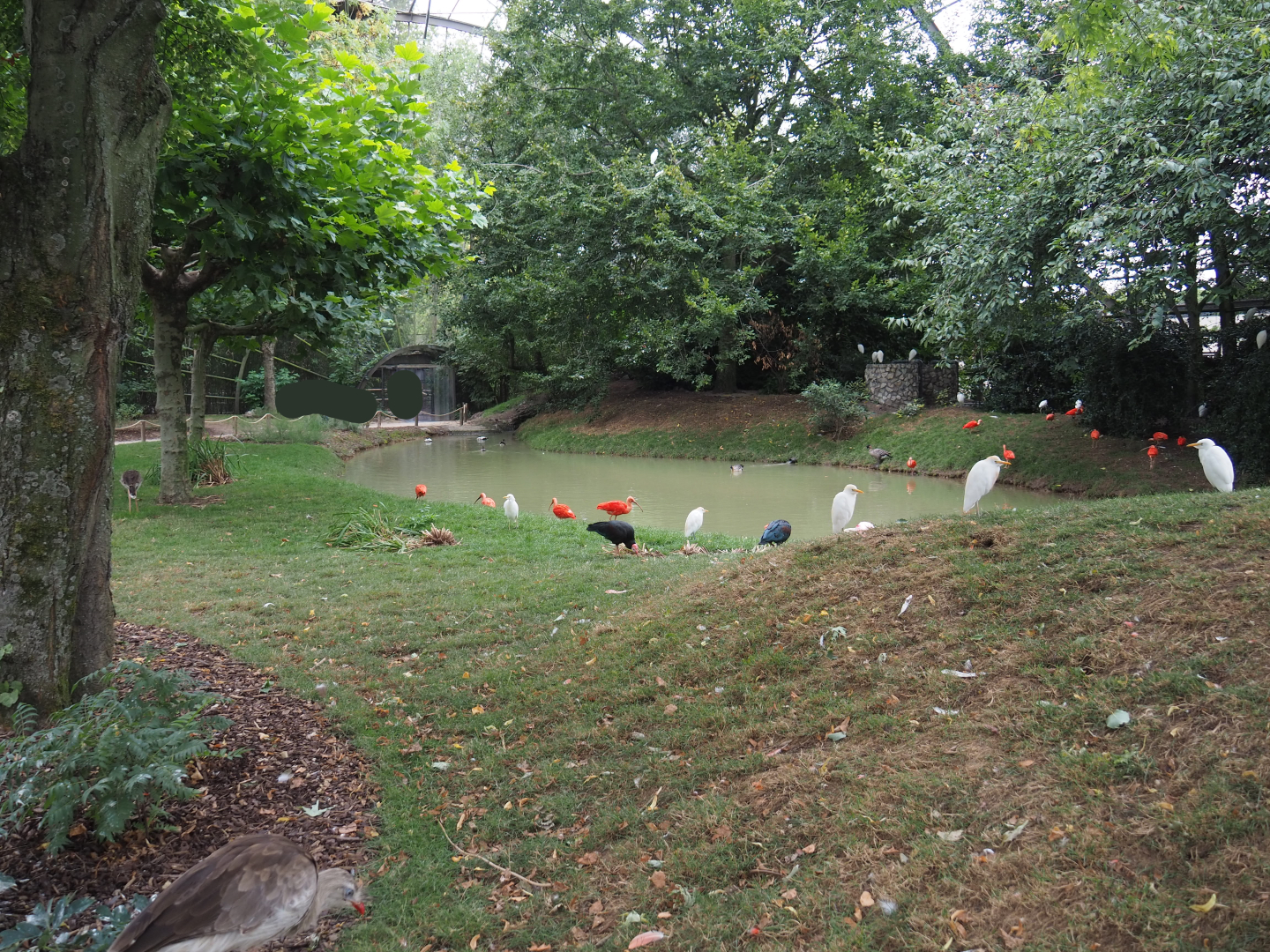 View in renovated giant walk-through aviary, 2020-09-03
