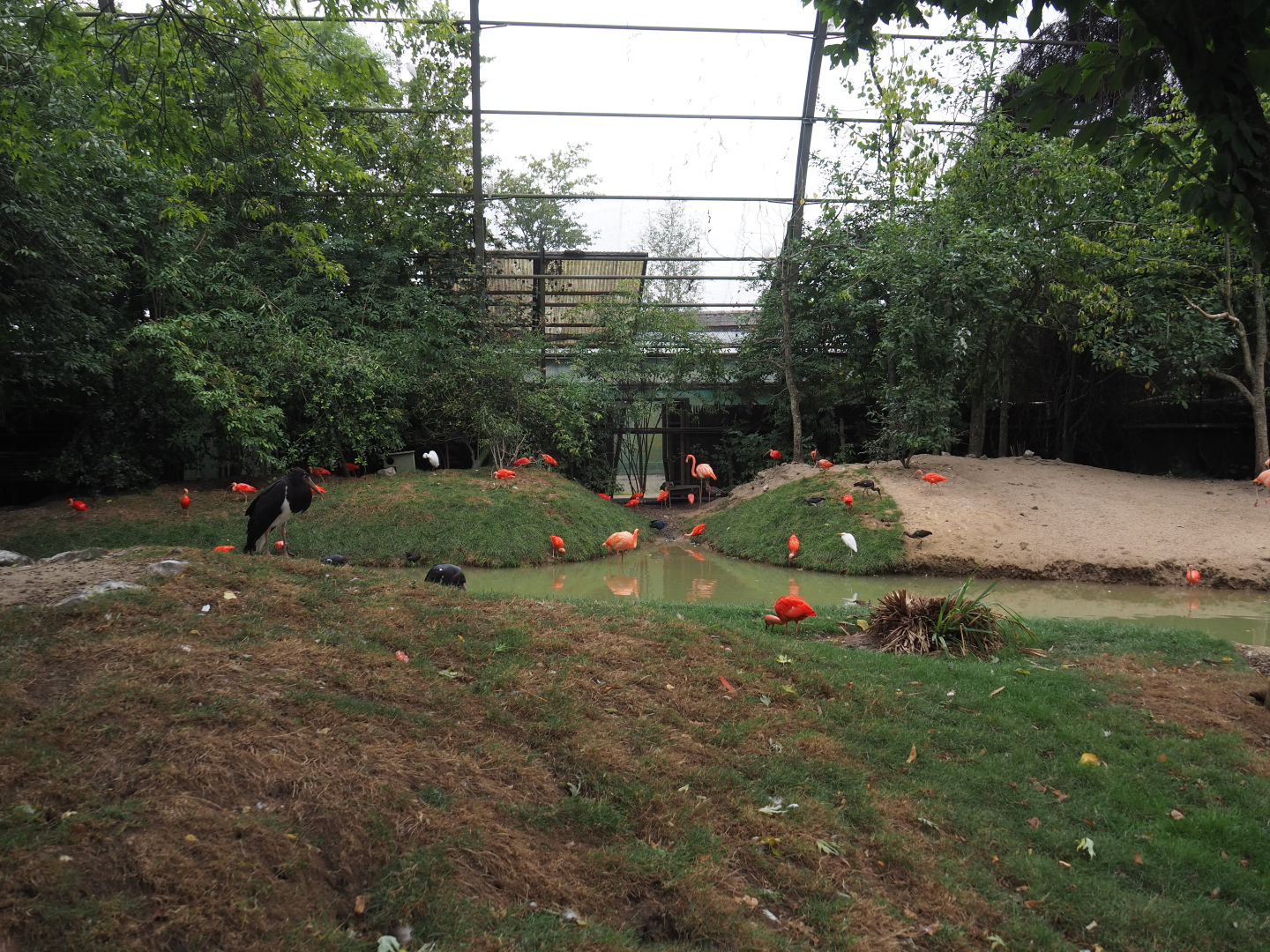 View in renovated giant walk-through aviary, 2020-09-03