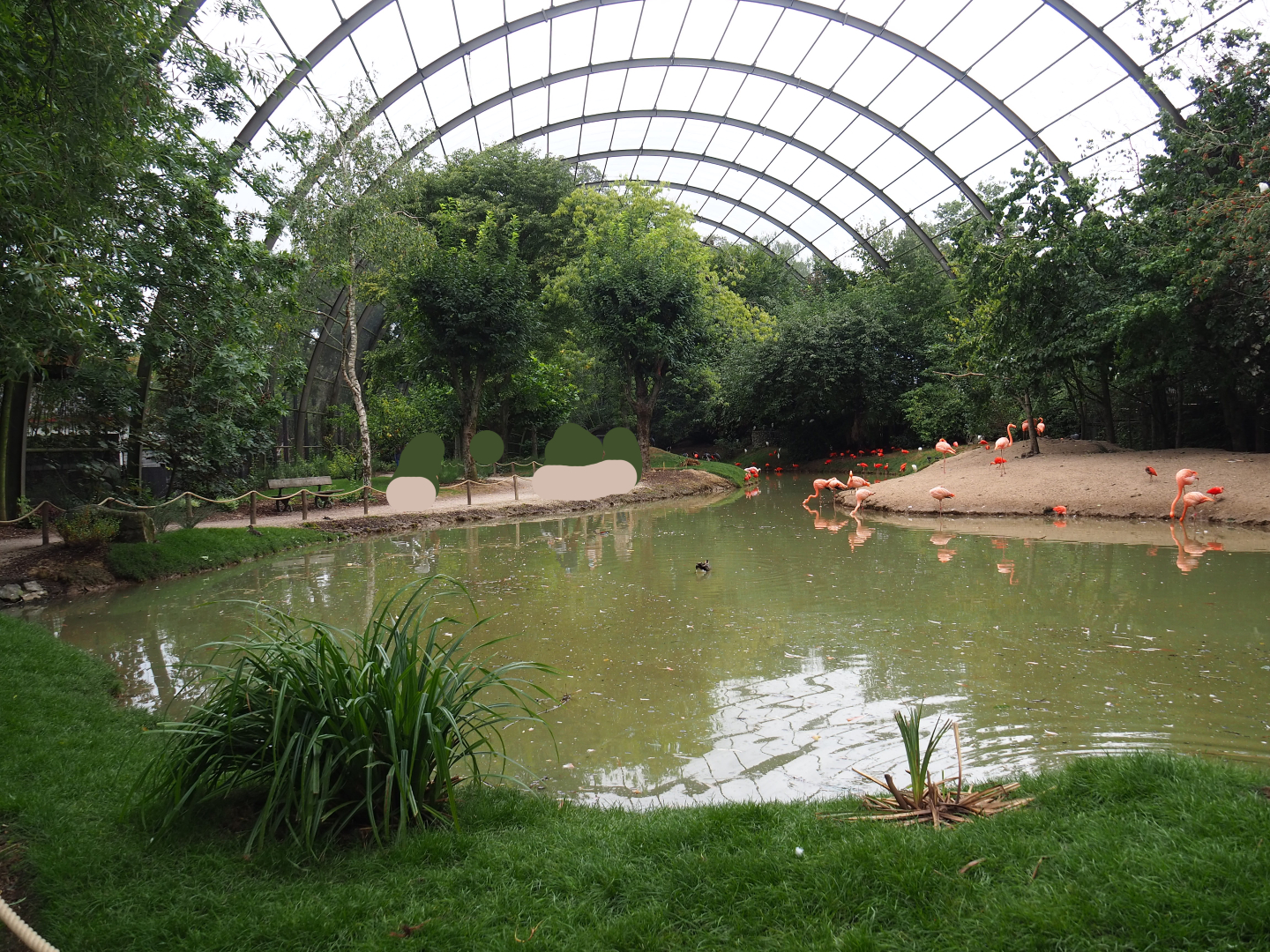 View in renovated giant walk-through aviary, 2020-09-03
