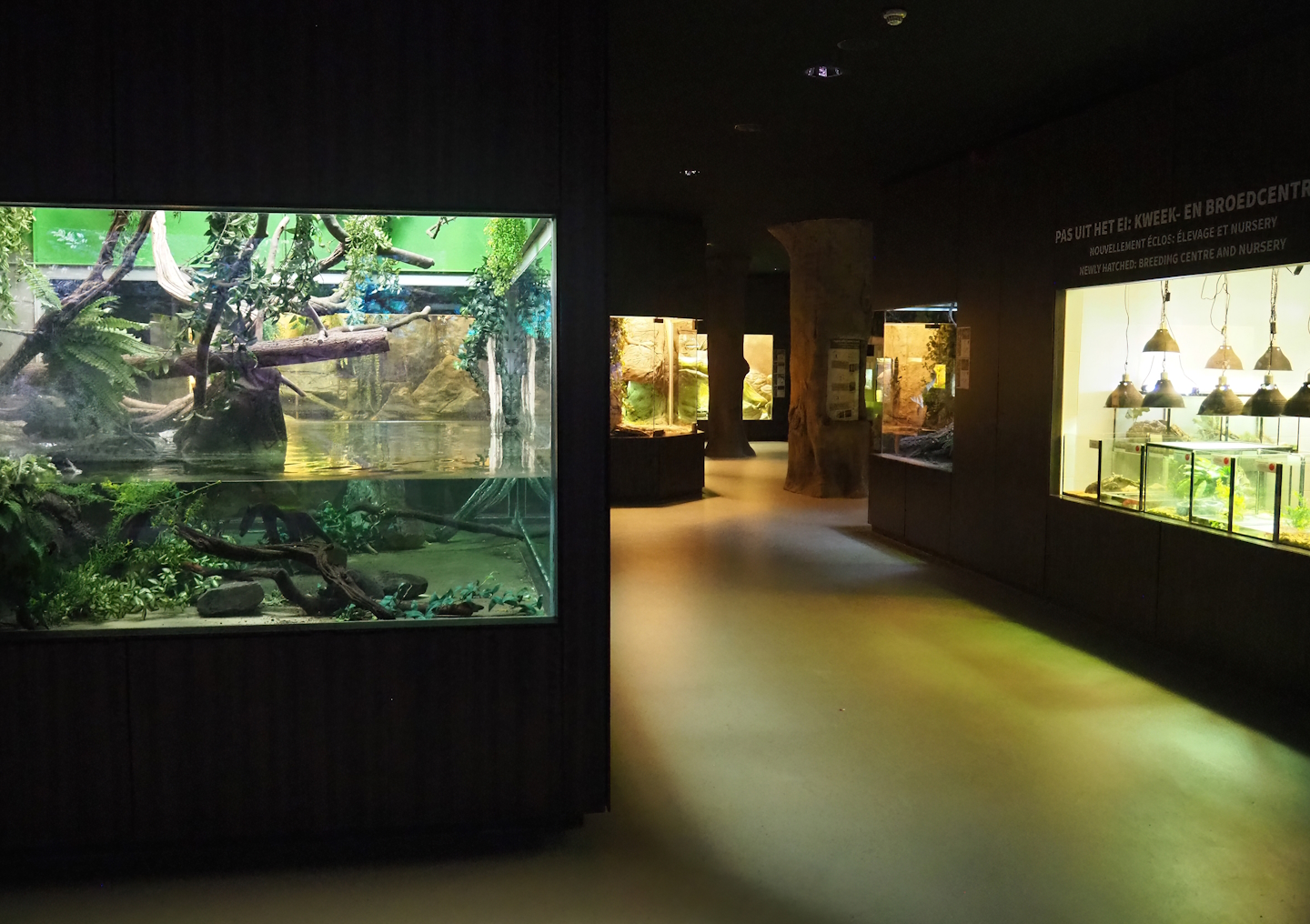 View in reptile house with aquatic turtle and lizard exhibit on left side and nursery room on right side, 2022-09-04
