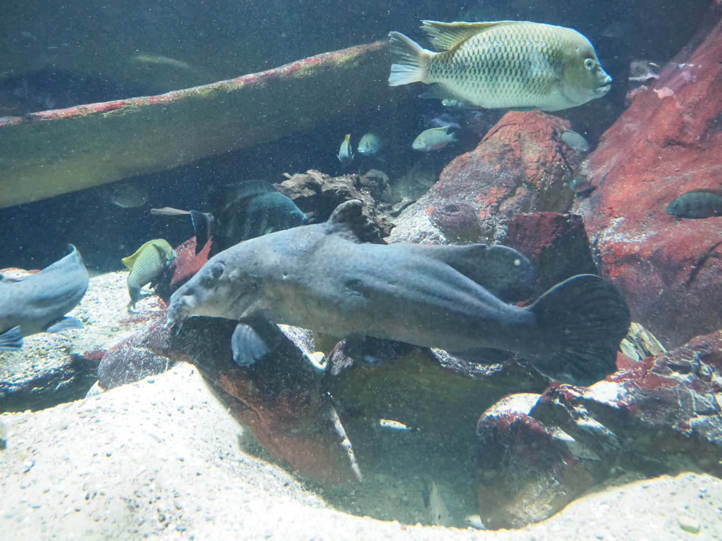 View in the African rivers tank, 2022-05-26