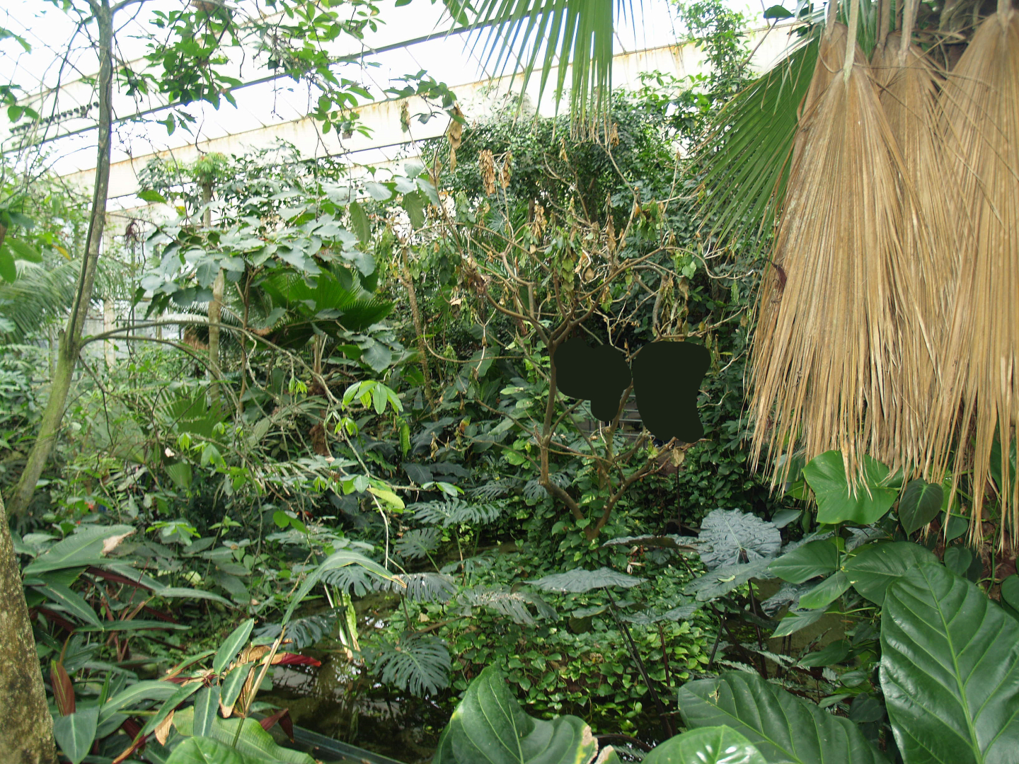 View in the Americasa, 2008-03-01