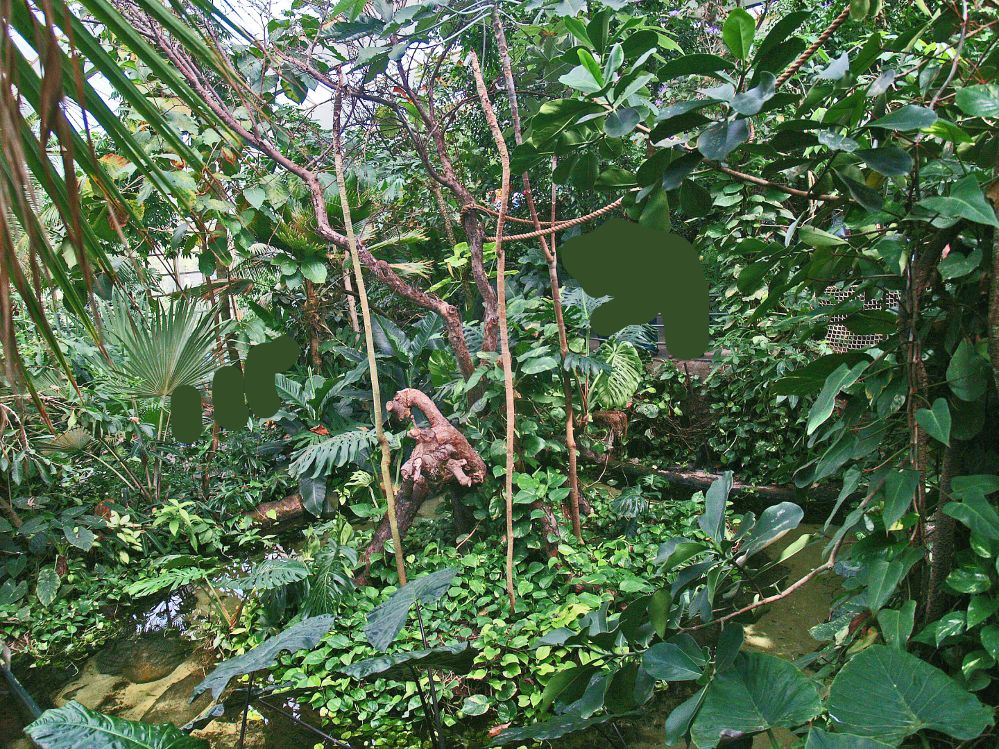 View in the Americasa - Callitrichid island, 2009-04-19