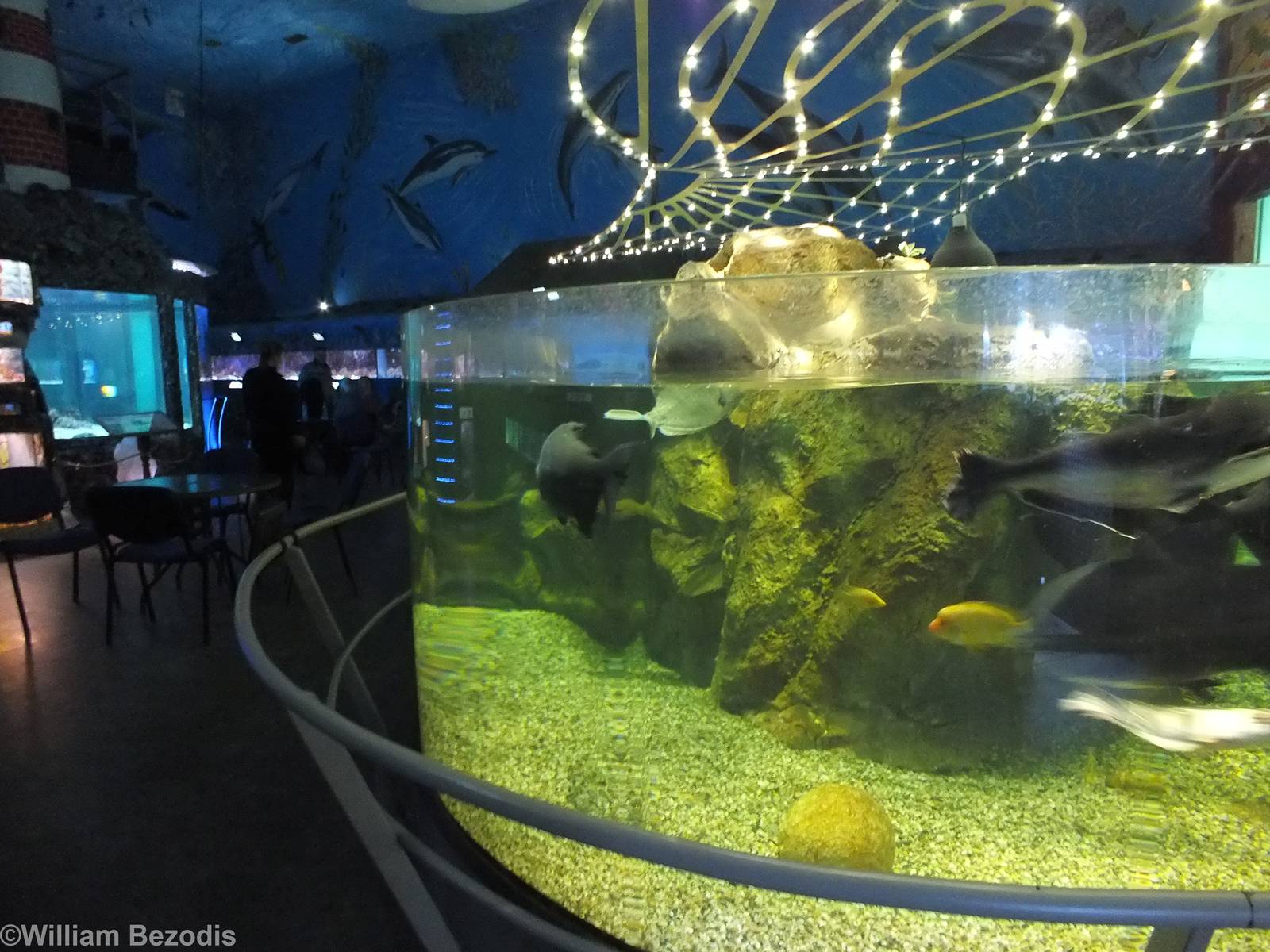 View in the Aquarium