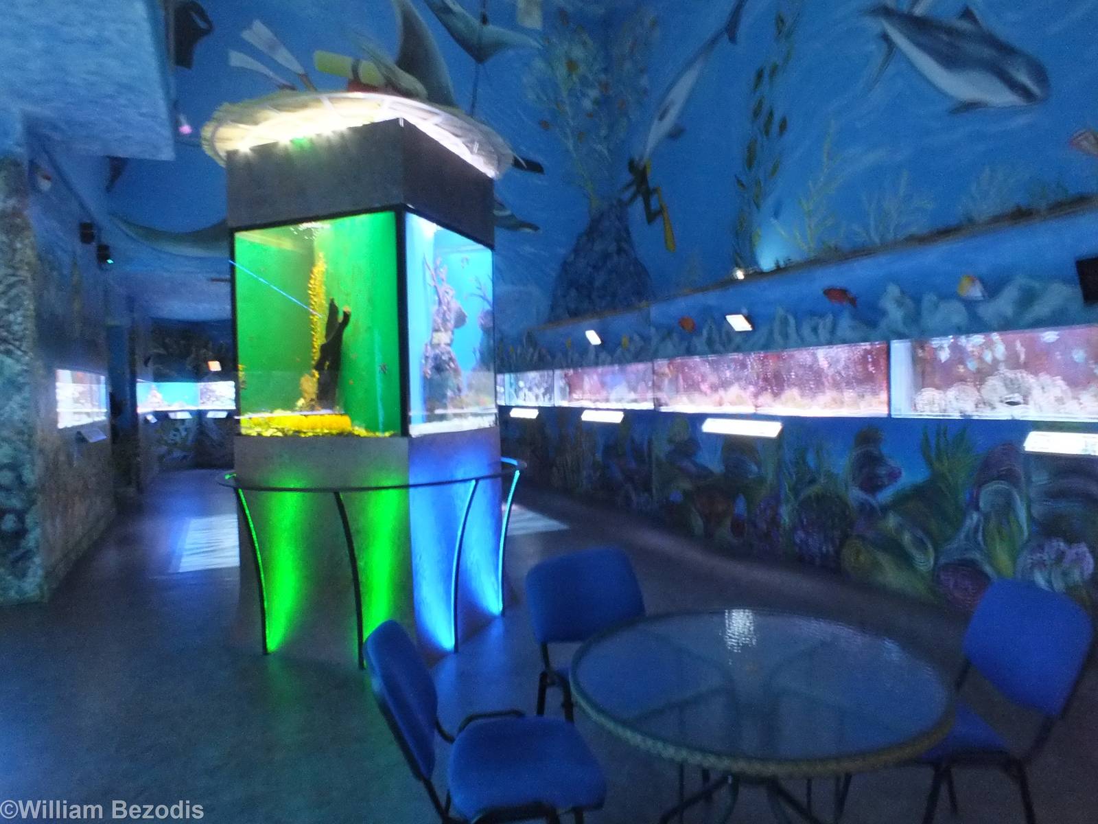 View in the Aquarium