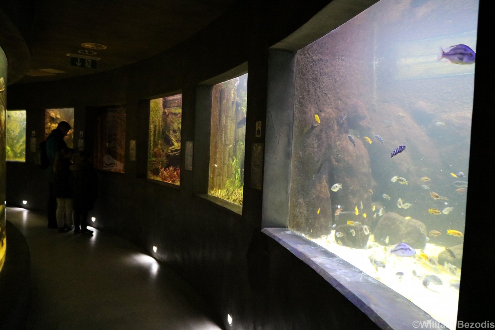 View in the Aquarium