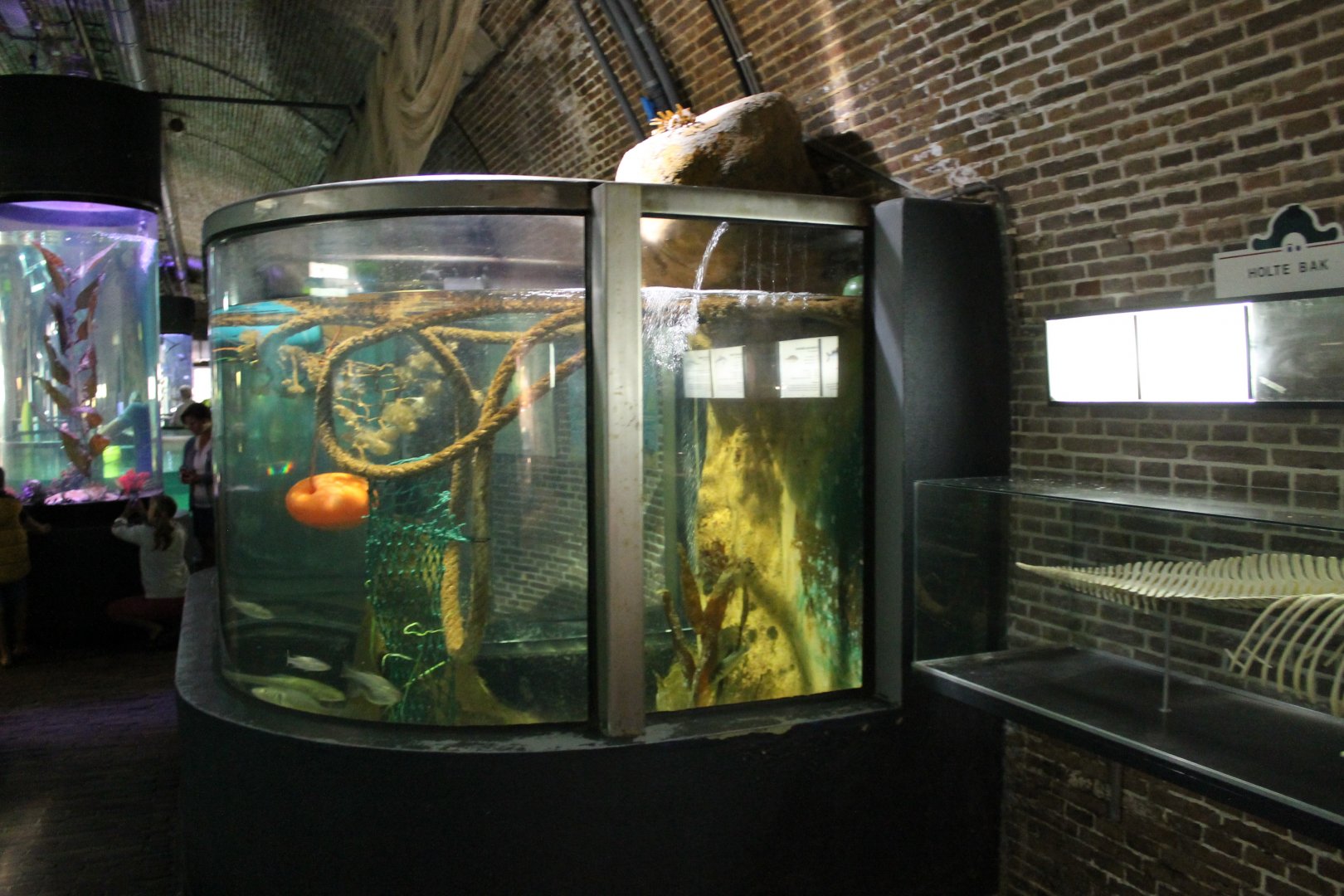 View in the Aquarium