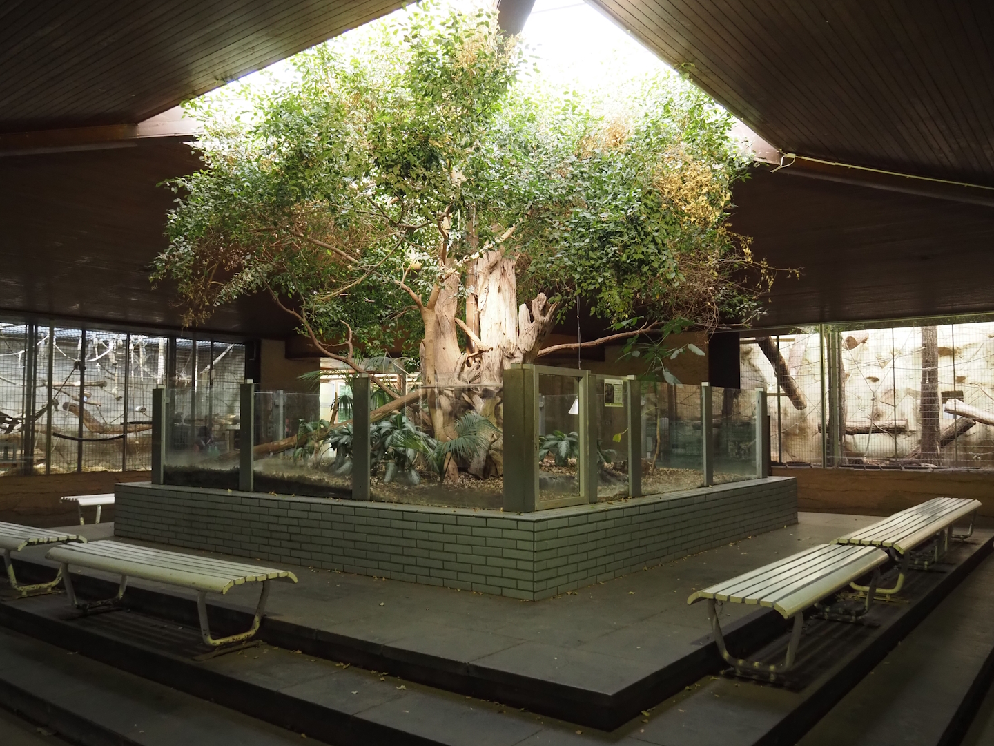 View in the Äquatorium with gorilla and orangutan exhibits and former sloth exhibit, 2024-06-08