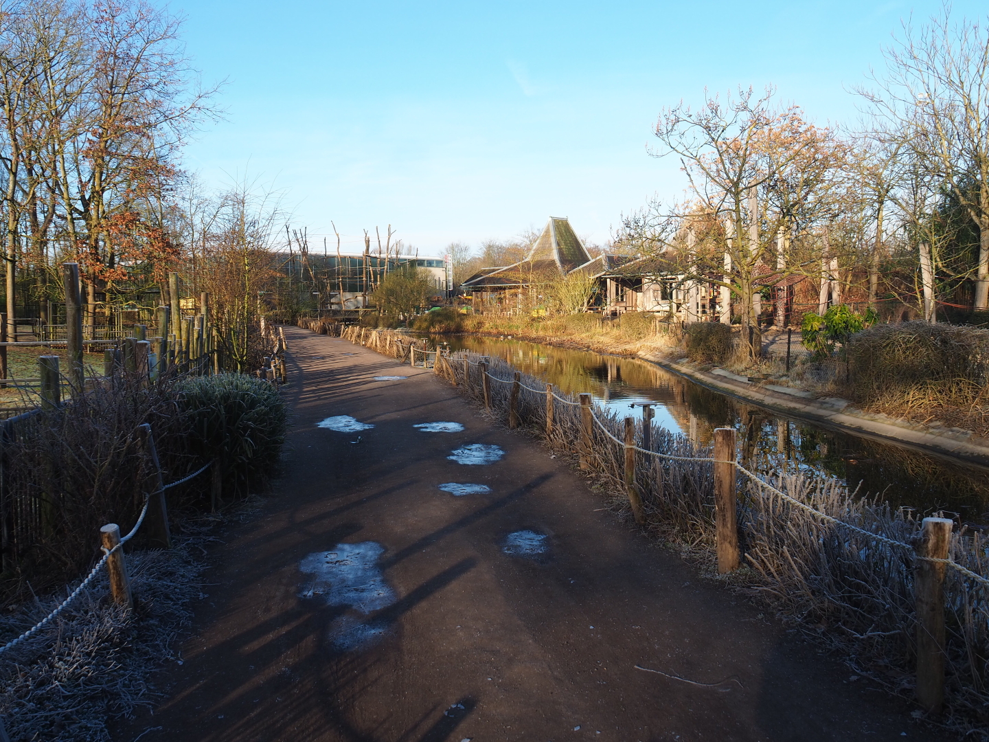 View in the Asian area between Bactrian camel and wisent exhibits and koi pond, 2022-02-12