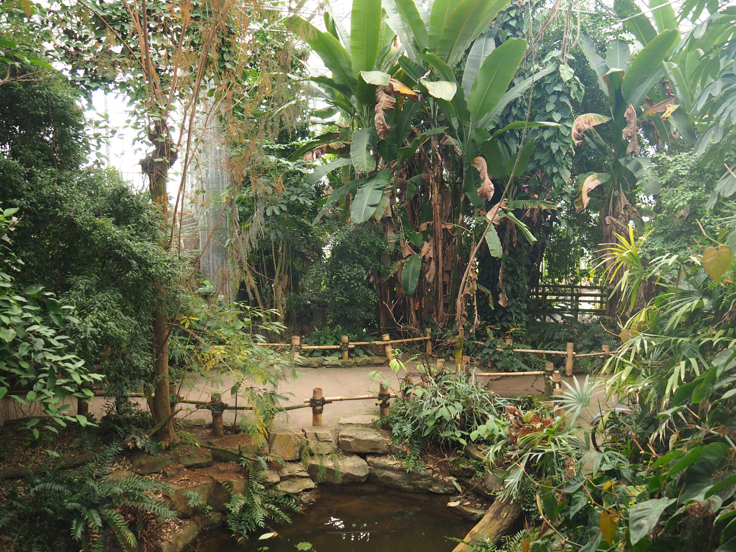 View in the Asian greenhouse, 2020-01-11