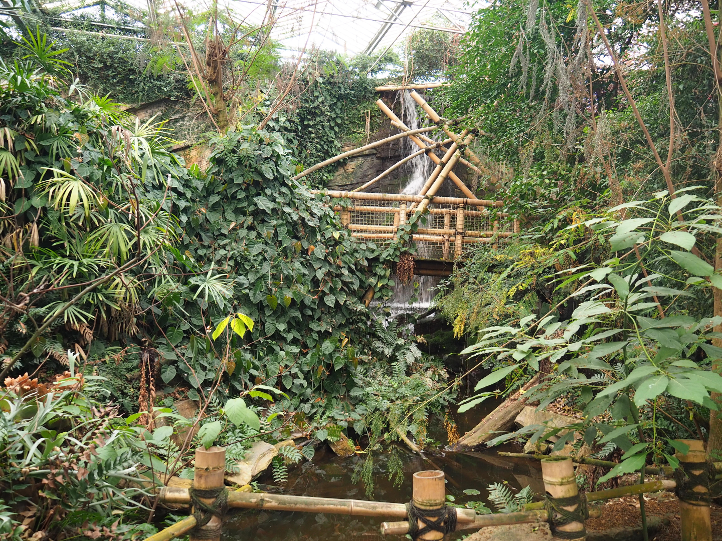 View in the Asian greenhouse, 2020-01-11