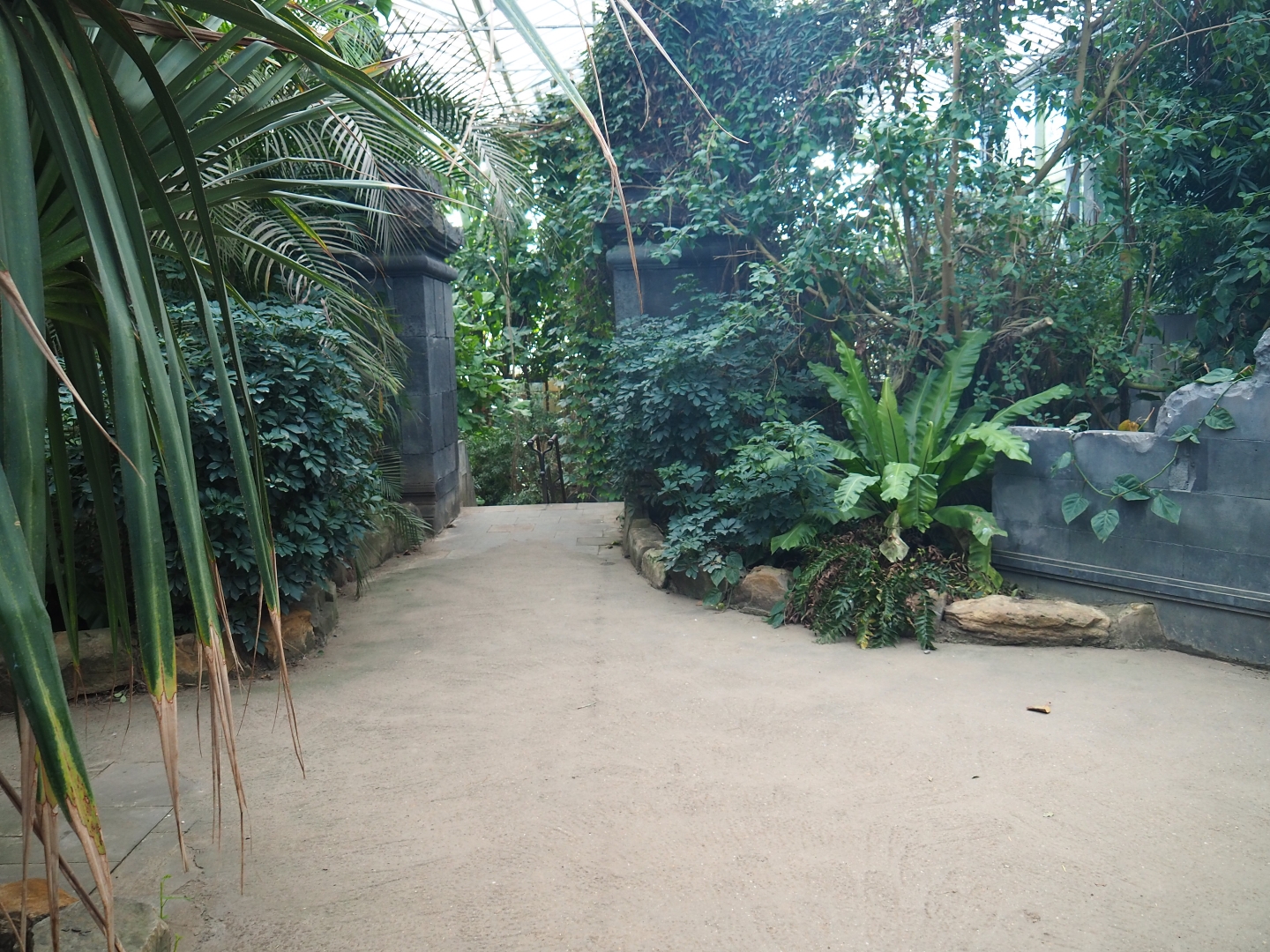 View in the Asian greenhouse (Jan 20th, 2019)