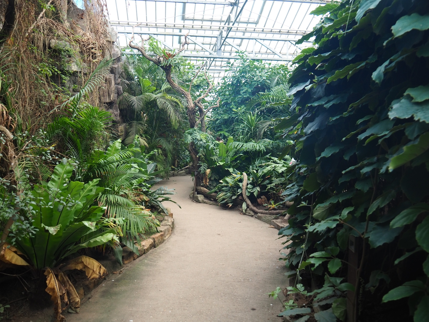 View in the Asian greenhouse (Jan 20th, 2019)