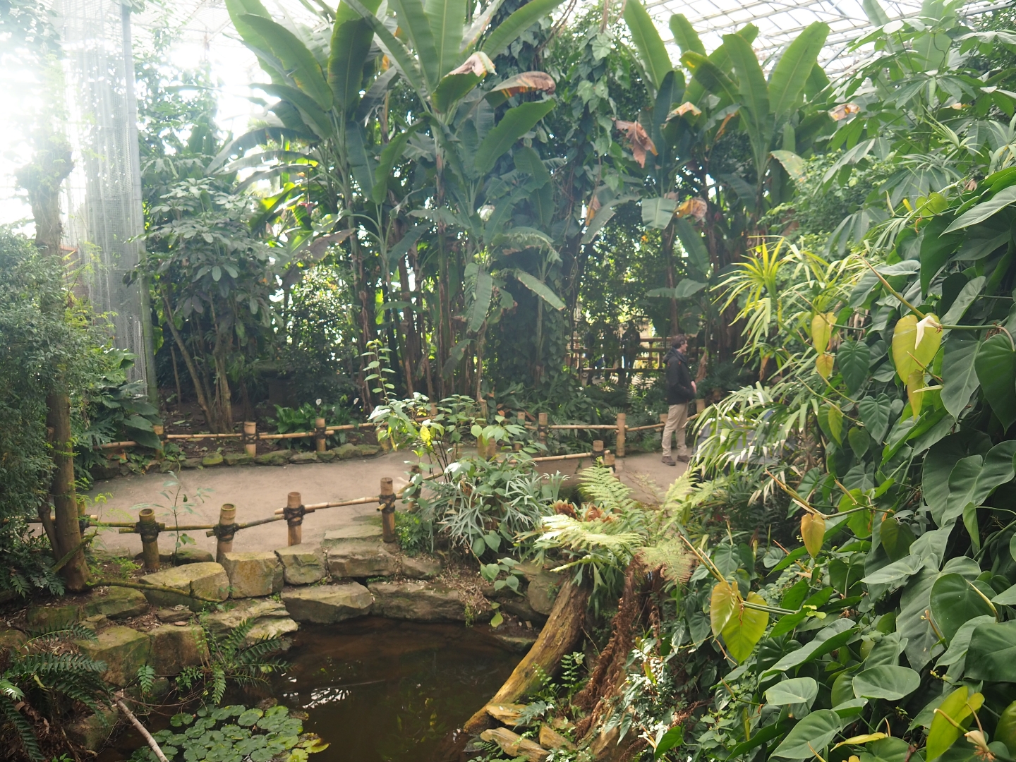 View in the Asian greenhouse (Jan 20th, 2019)