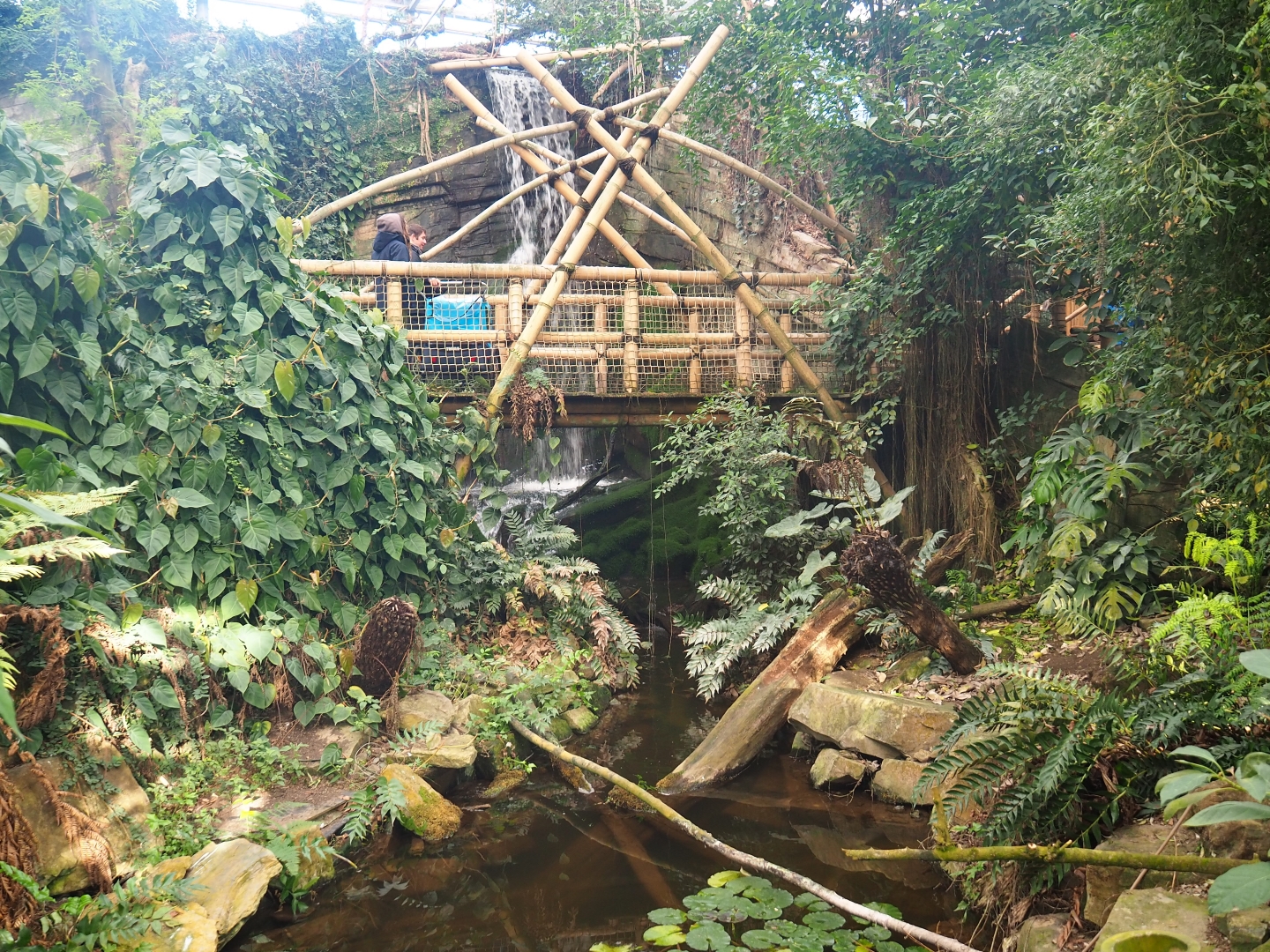 View in the Asian greenhouse (Jan 20th, 2019)