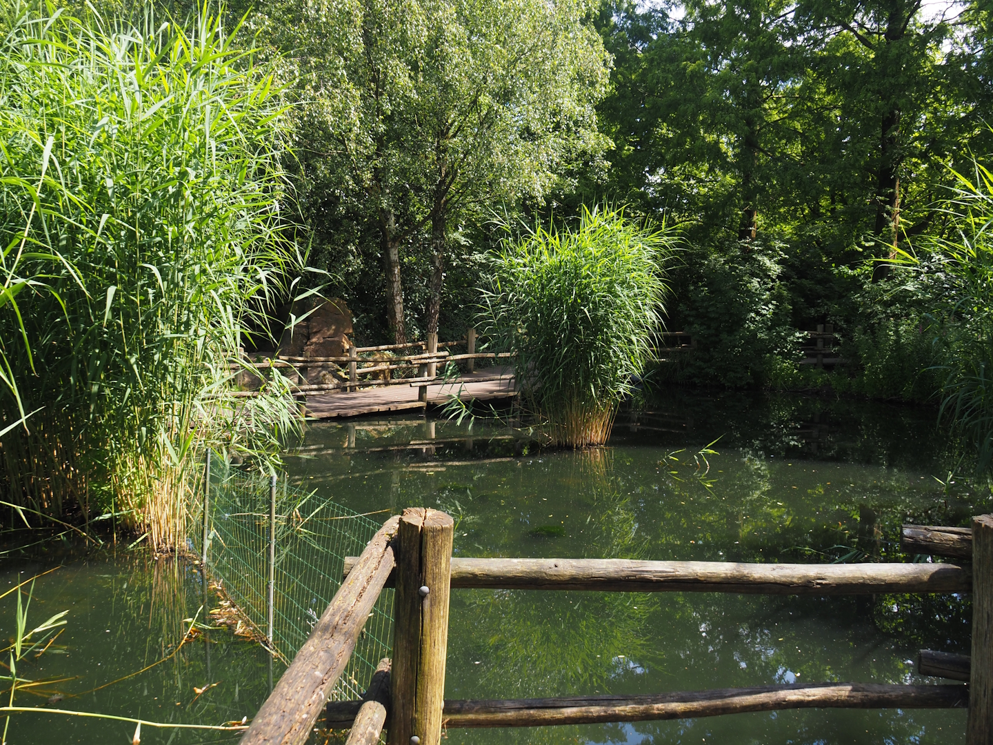 View in the Asian swamp area, 2024-06-30