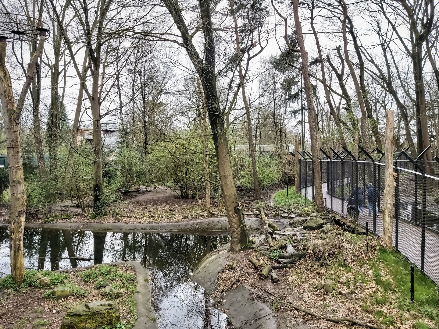 View in the Bear Forest