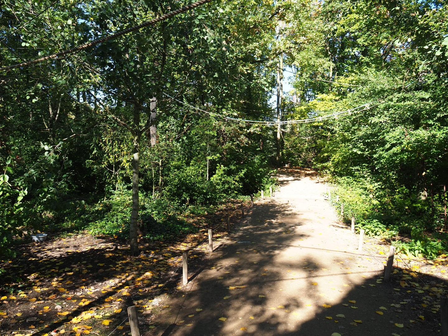 View in the Bolivian squirrel monkey and Venezuelan red howler monkey forest (Oct 13th, 2018)