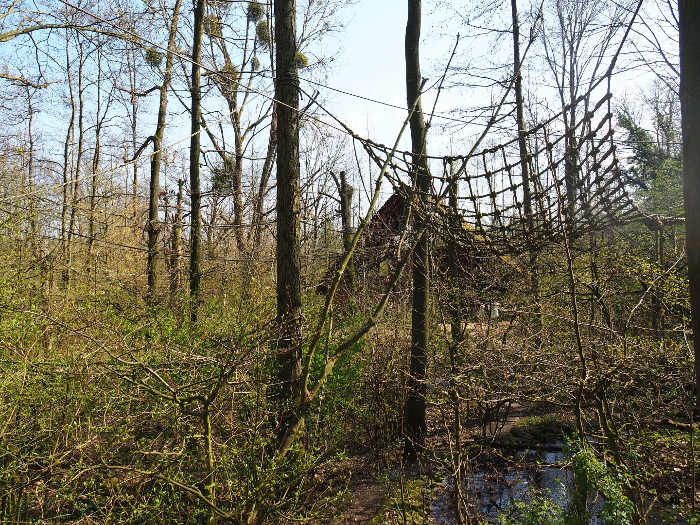 View in the Bolivian squirrel monkey forest, 2019-03-30