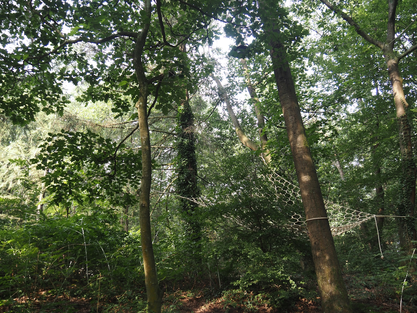 View in the Bolivian squirrel monkey forest, 2024-08-18