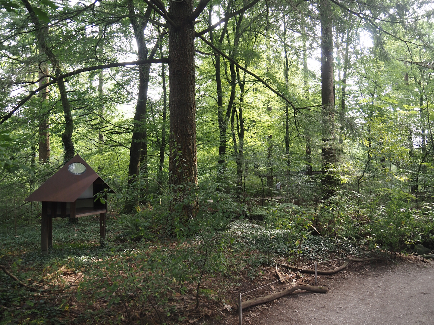 View in the Bolivian squirrel monkey forest, 2024-08-18
