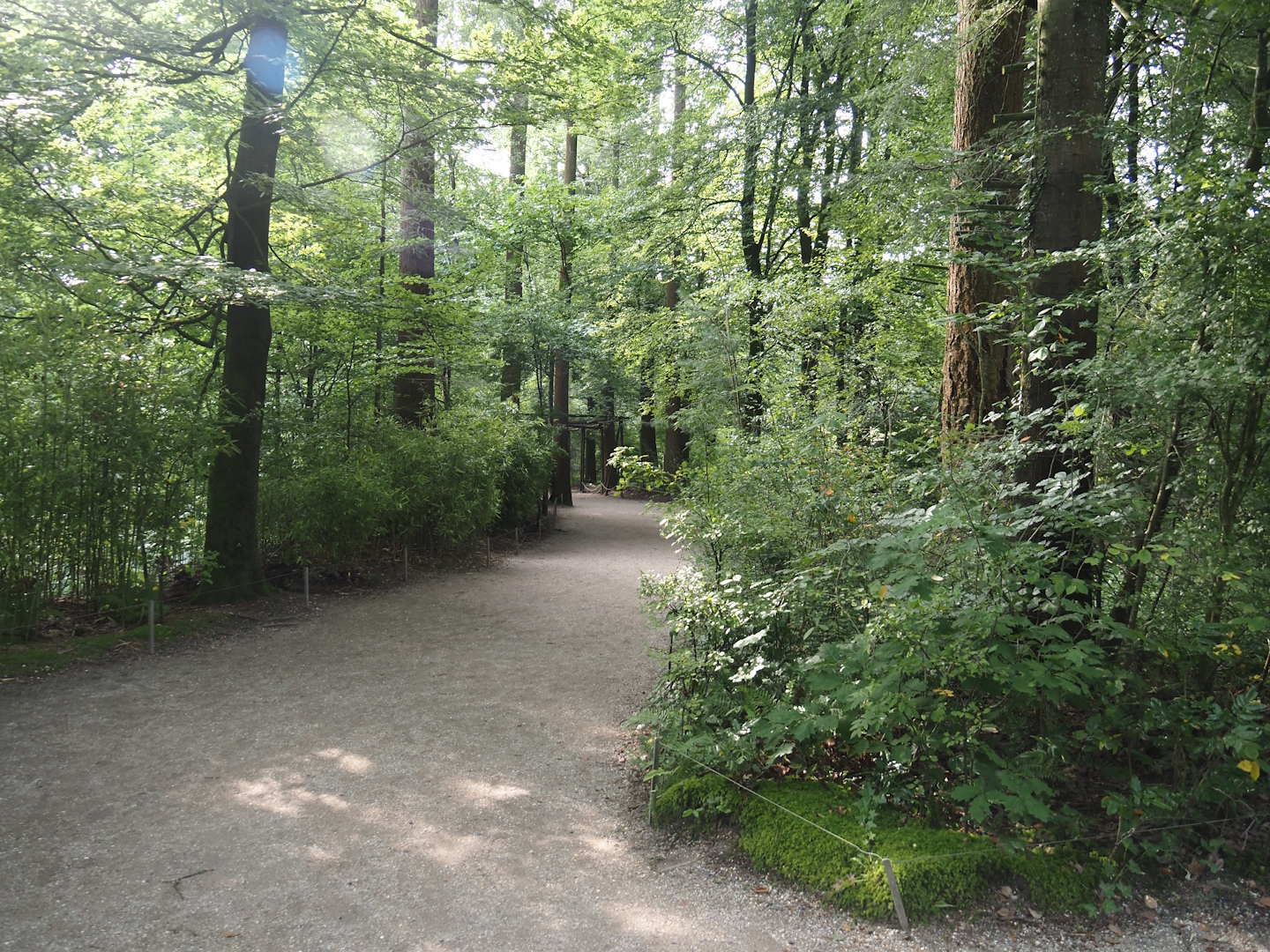View in the Bolivian squirrel monkey forest, 2024-08-18