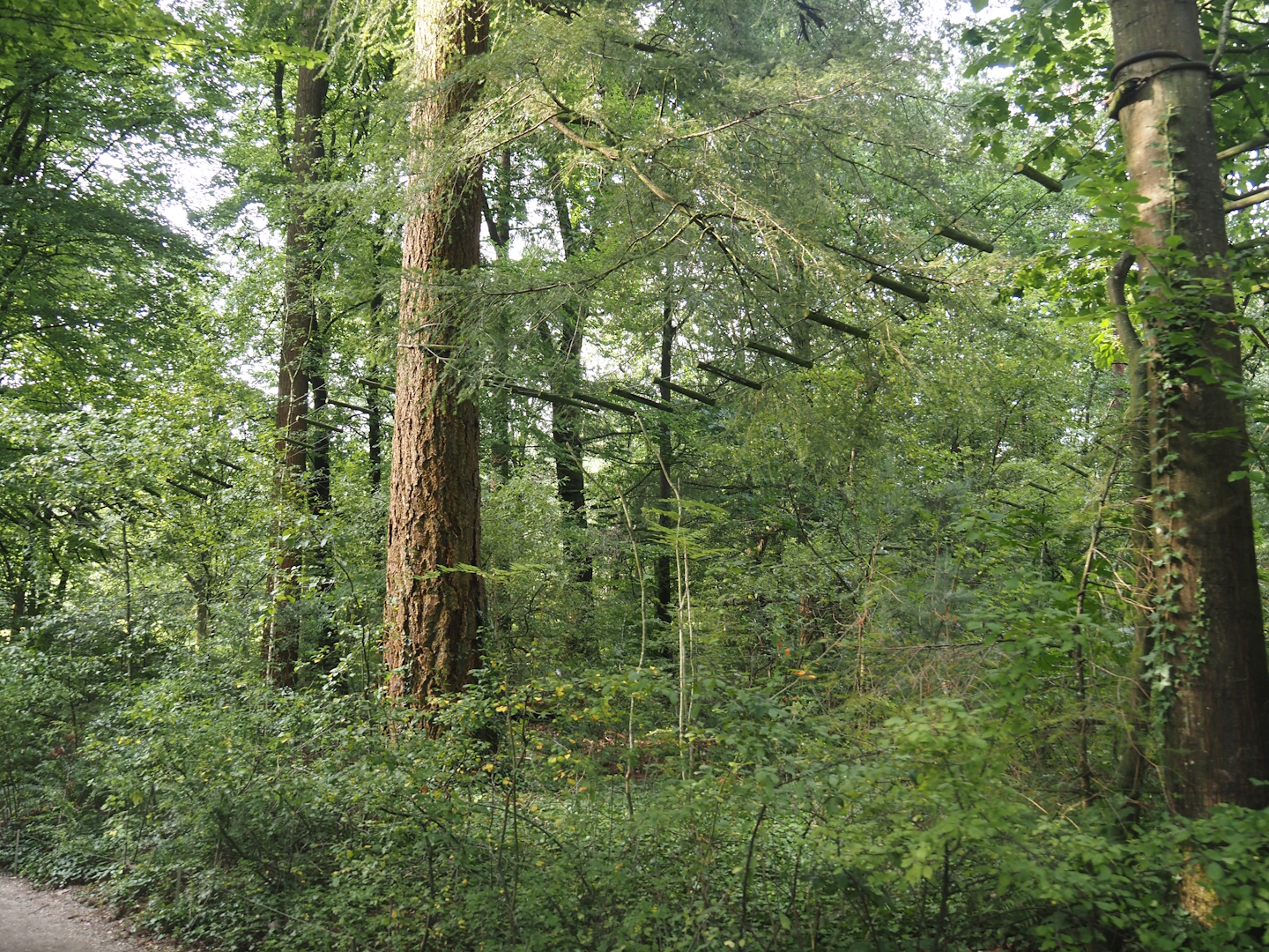 View in the Bolivian squirrel monkey forest, 2024-08-18