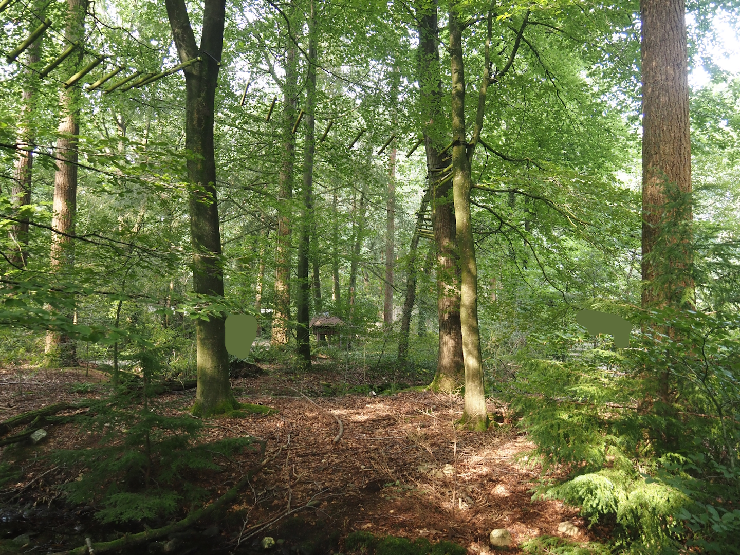 View in the Bolivian squirrel monkey forest, 2024-08-18